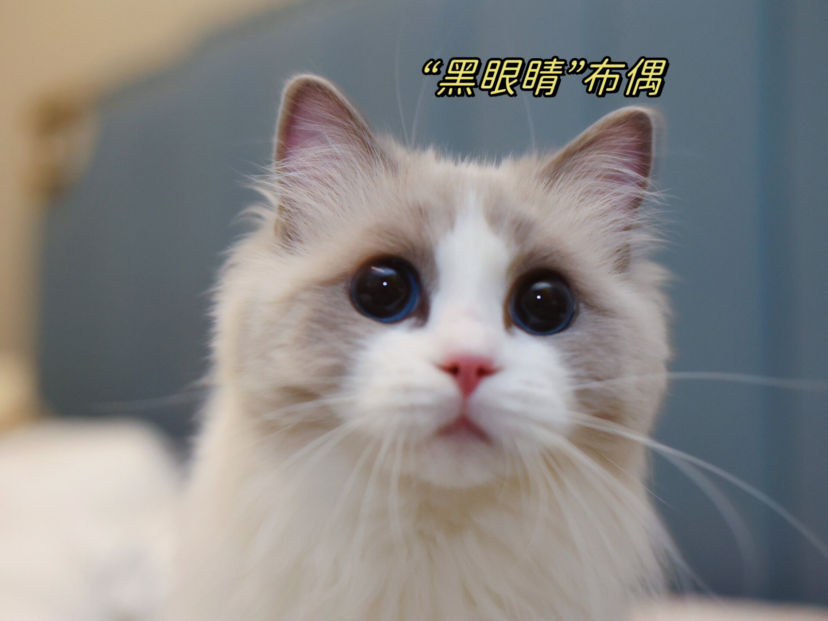 我家的布偶猫,眼色度实在太高了,晚上拍照就是湛蓝如墨