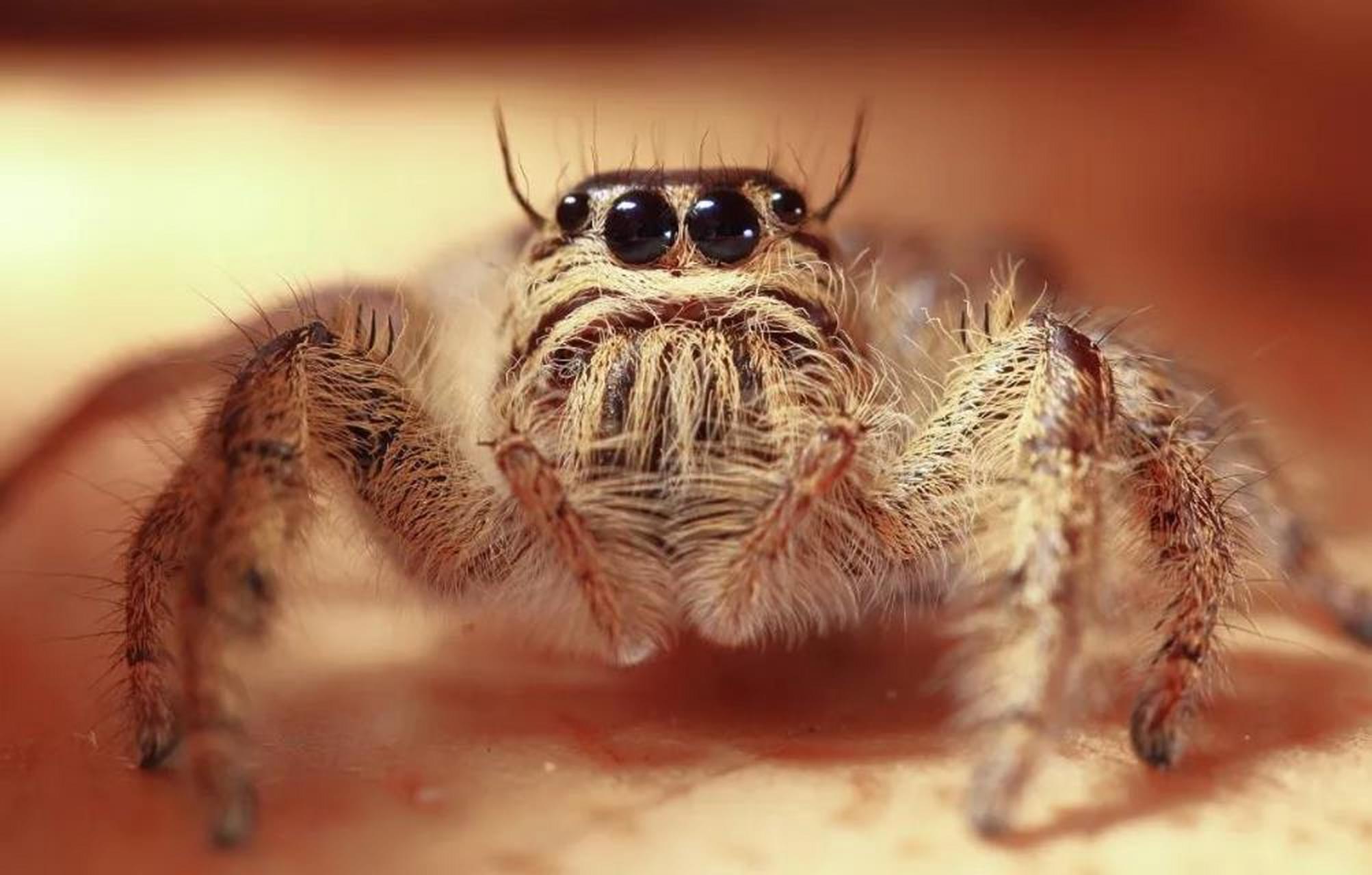 蜘蛛的主要视觉器官是它们的复眼,复眼通常由八只小眼组成,这些小眼