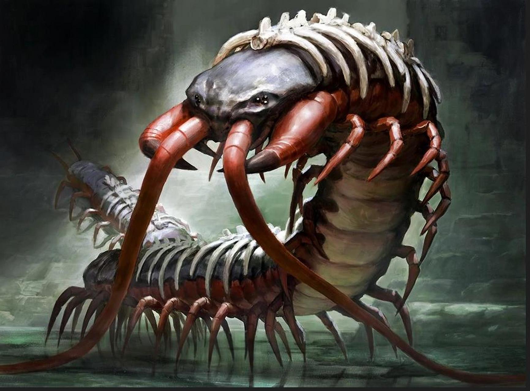 科学漫谈# 巨型马陆,学名为"阿诺马洛卡里斯"(anomalocaris),是寒武