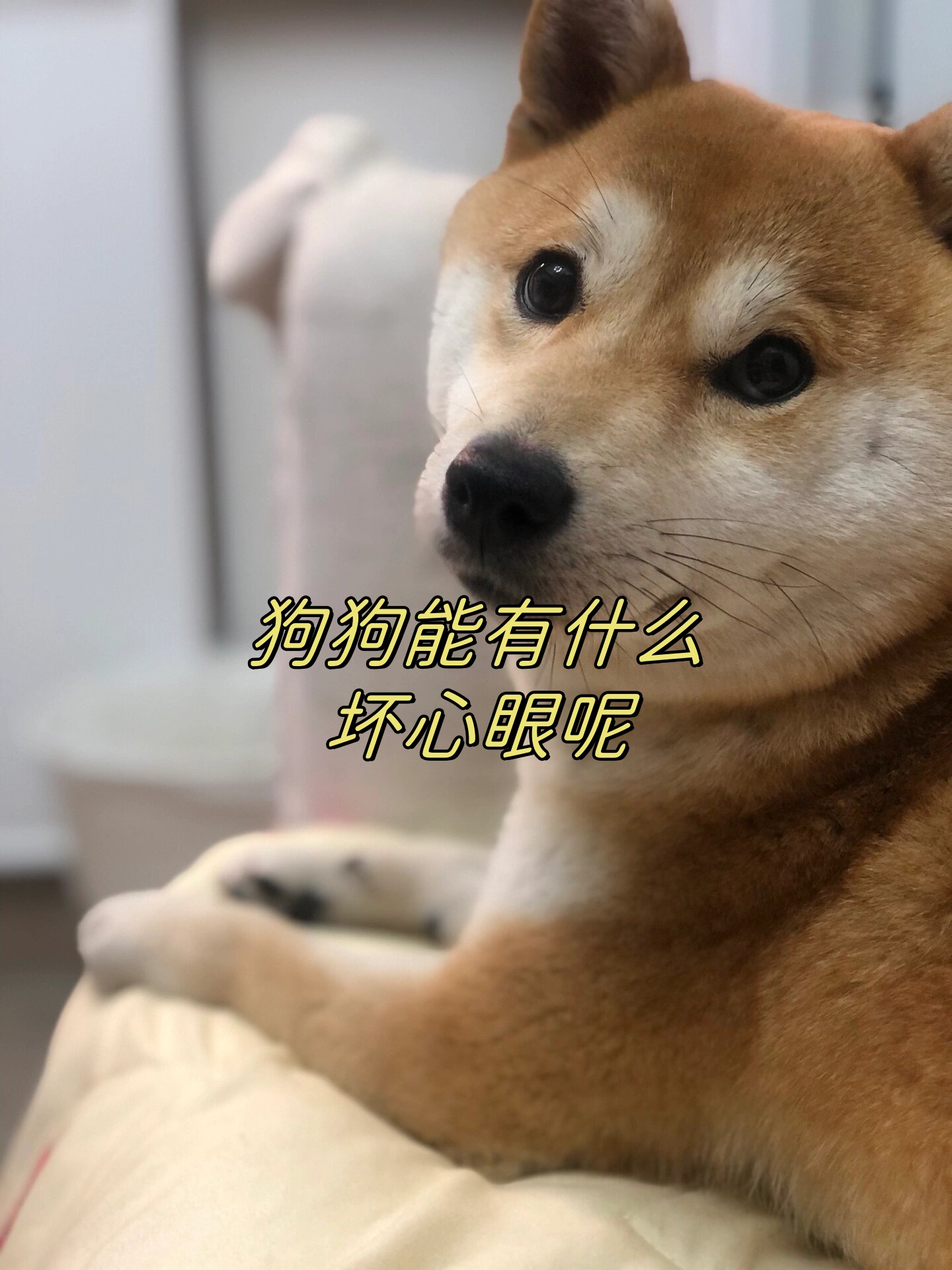 狗狗能有什么坏心眼呢  我只不过是想在你床上陪你睡会,我能有什么坏