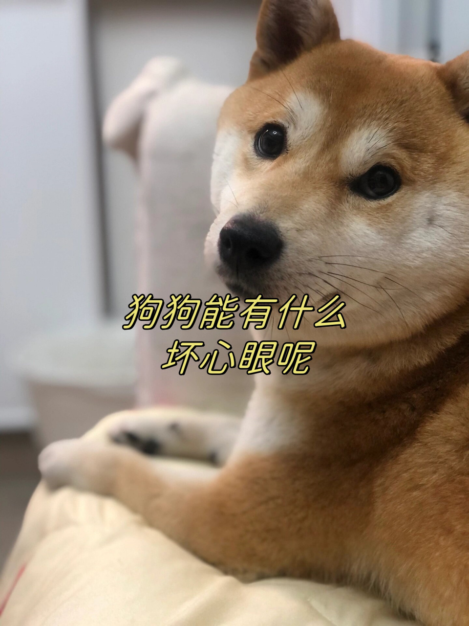 狗狗能有什么坏心眼呢  我只不过是想在你床上陪你睡会,我能有什么坏