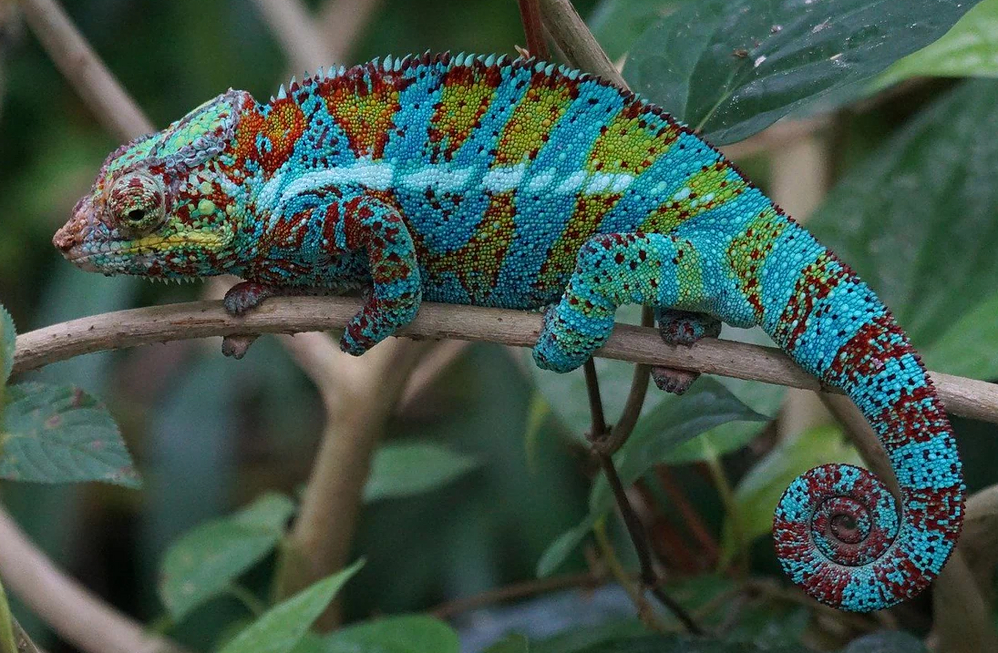 变色龙是一种非常独特和引人注目的爬行动物,以其改变