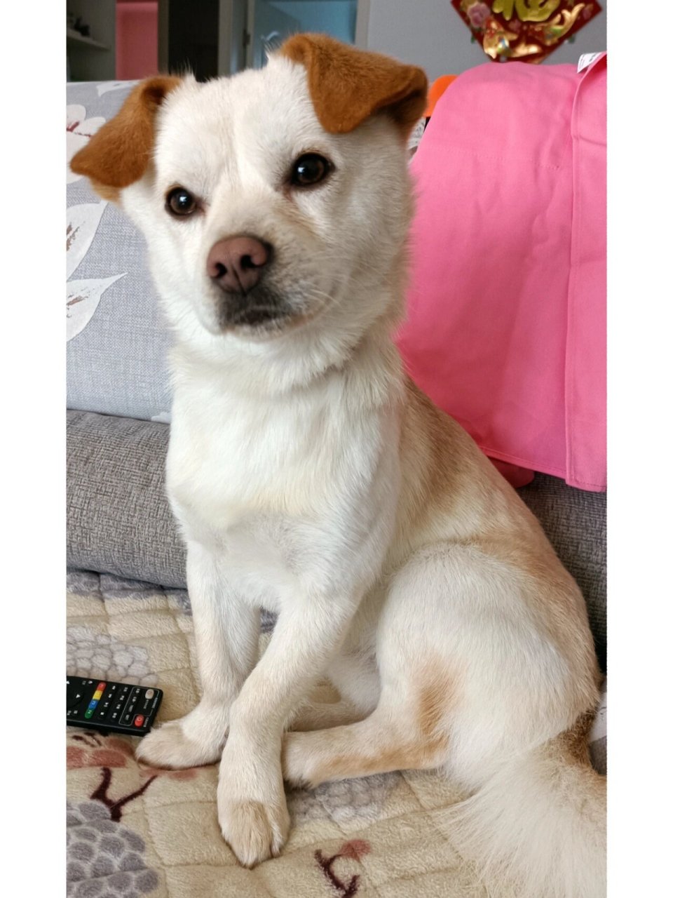 我总感觉这狗的眼神,对我有一种不可明说的不屑