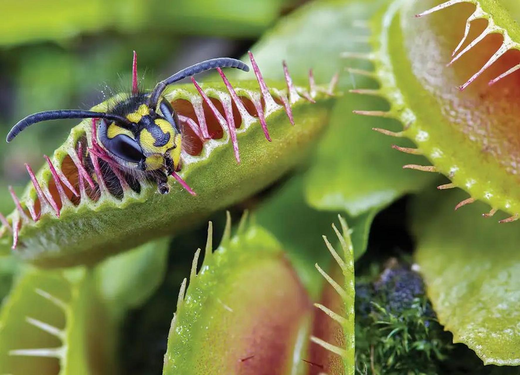 科学漫谈# 食虫草(venus flytrap)是一种引人注目的食虫植物,尽管它