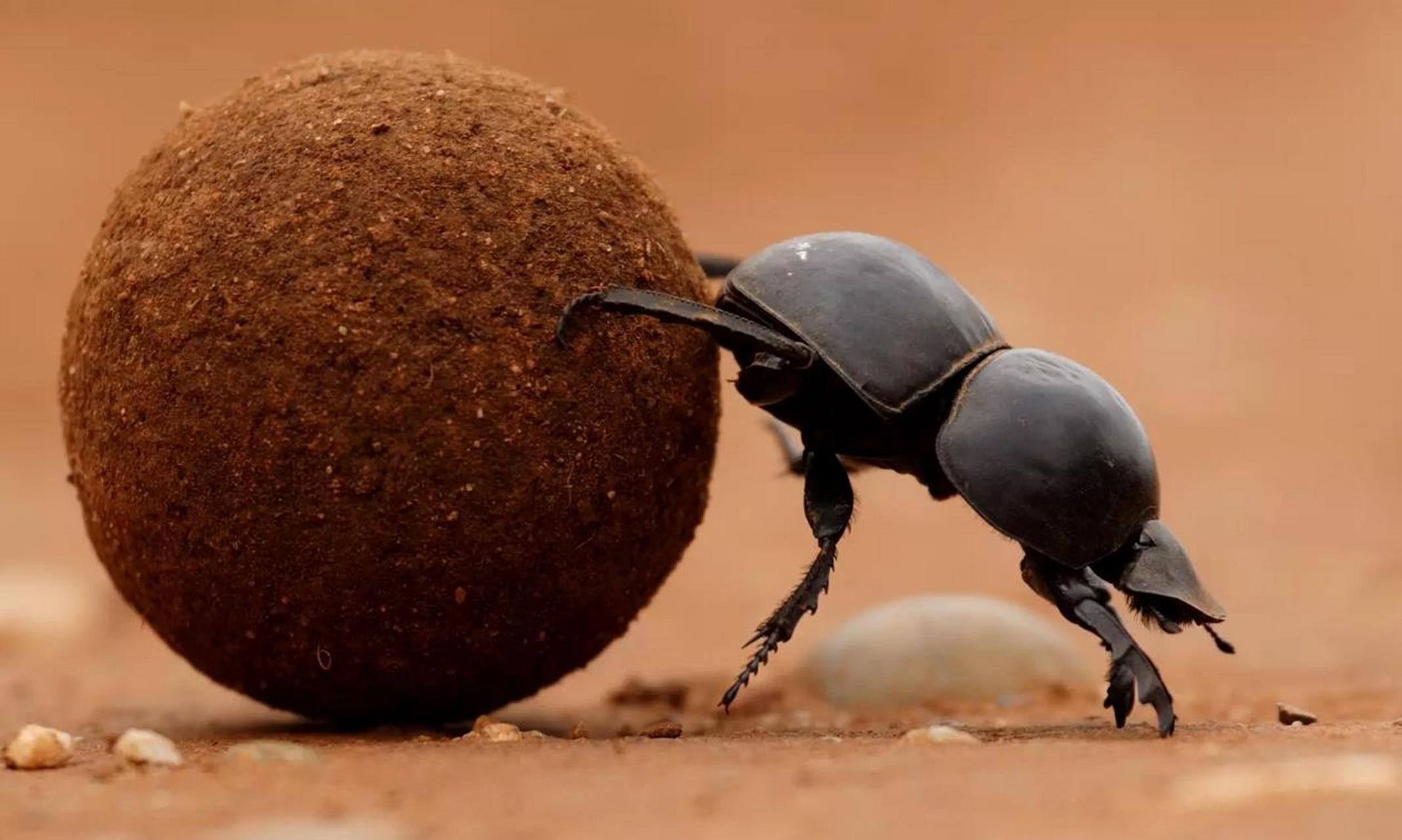 科学漫谈# 屎壳郎通常被认为是"倒着推"粪便的原因有几个.