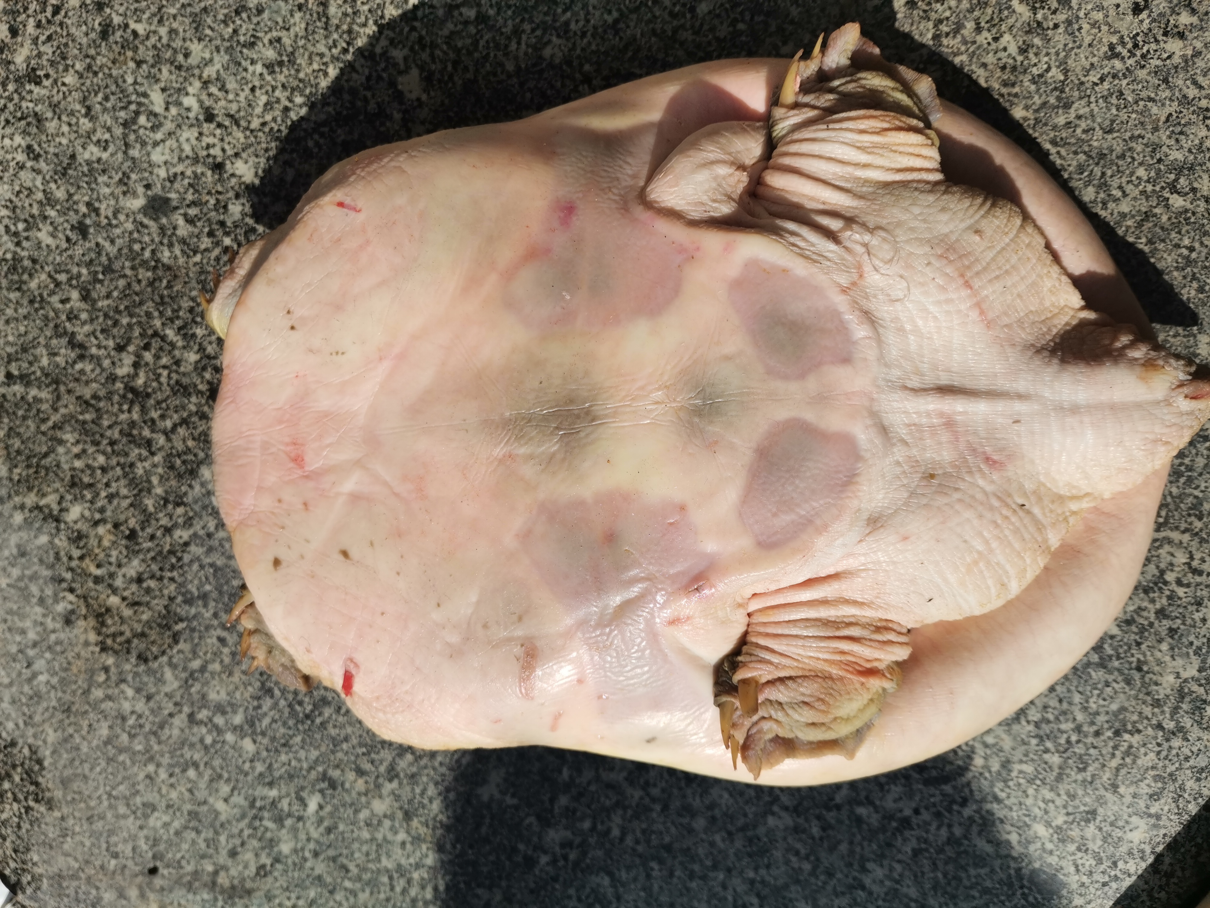 拿了两把剪刀,打算等它伸出脑袋,一把剪刀剪夹住王八脑袋,然后另一