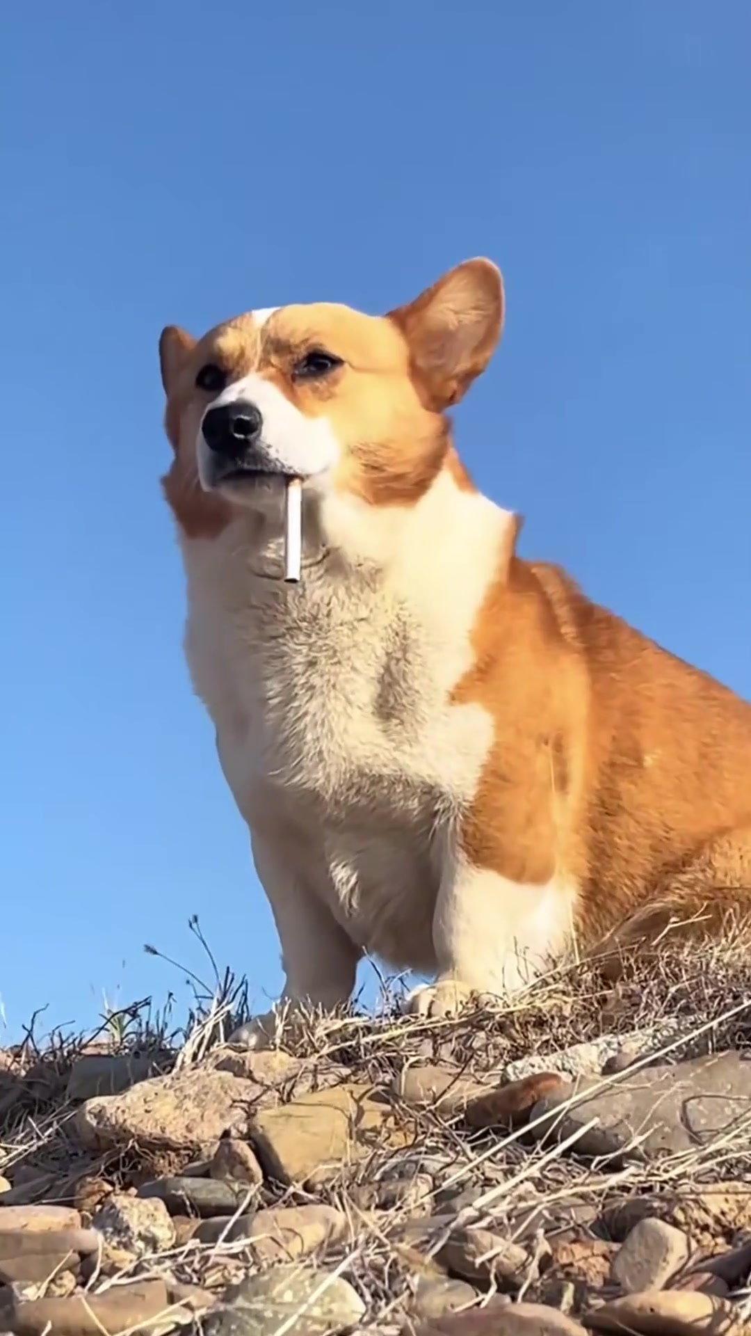 狗子也有心事吧,叼支烟站在山上