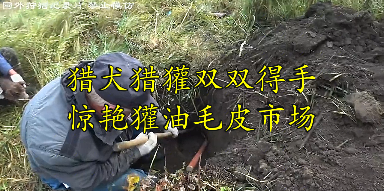 猎犬猎獾双双得手,惊艳獾油毛皮市场