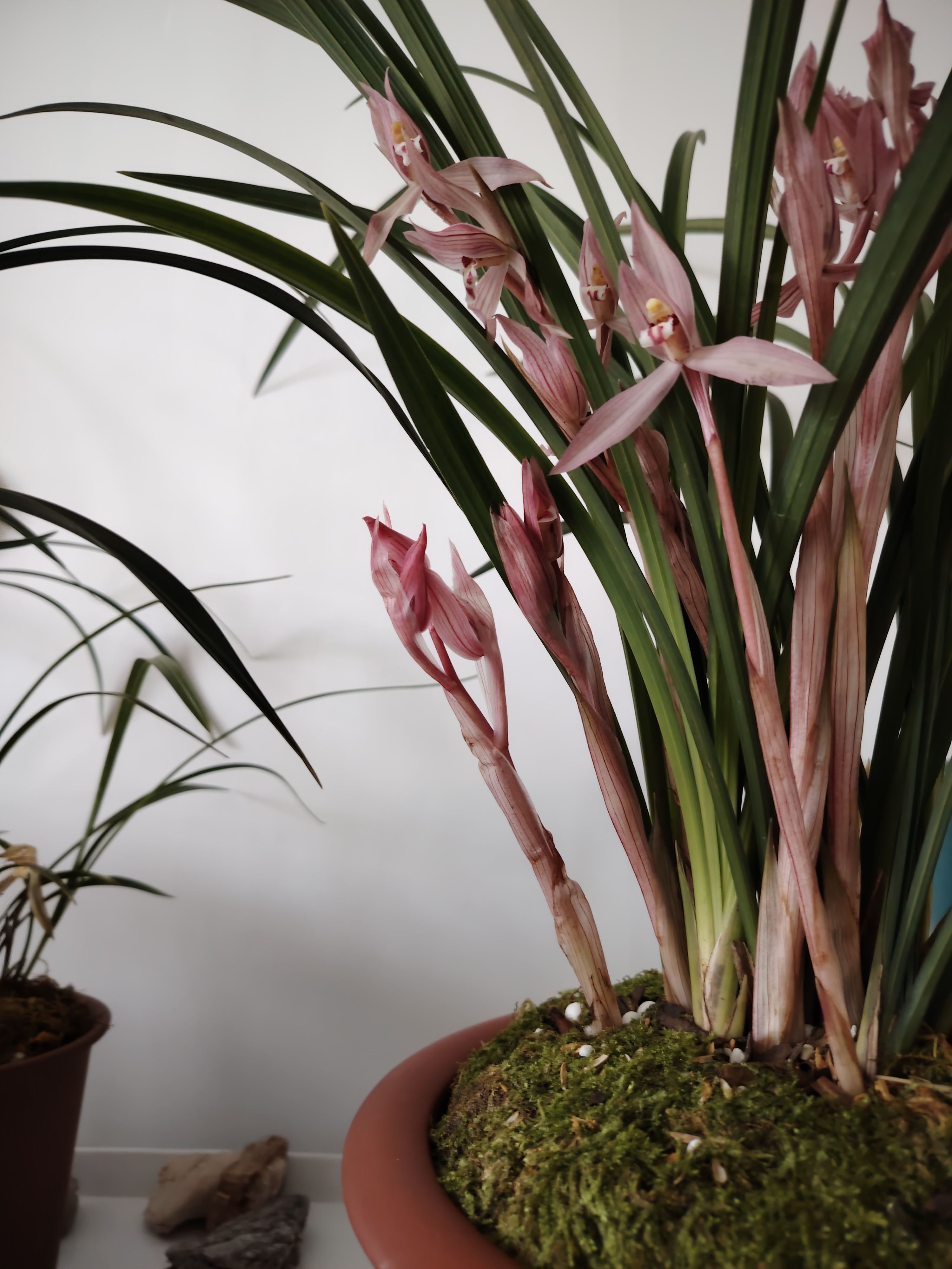 花团锦簇(春剑大红朱砂)