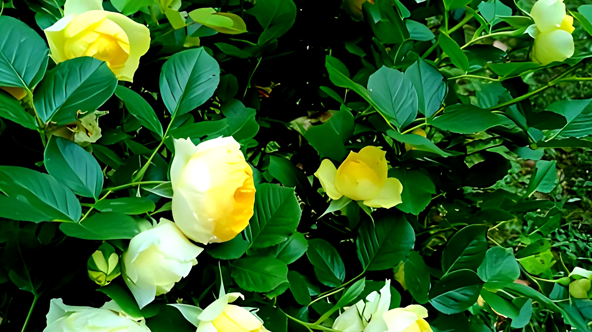 月季花名品《金丝雀》