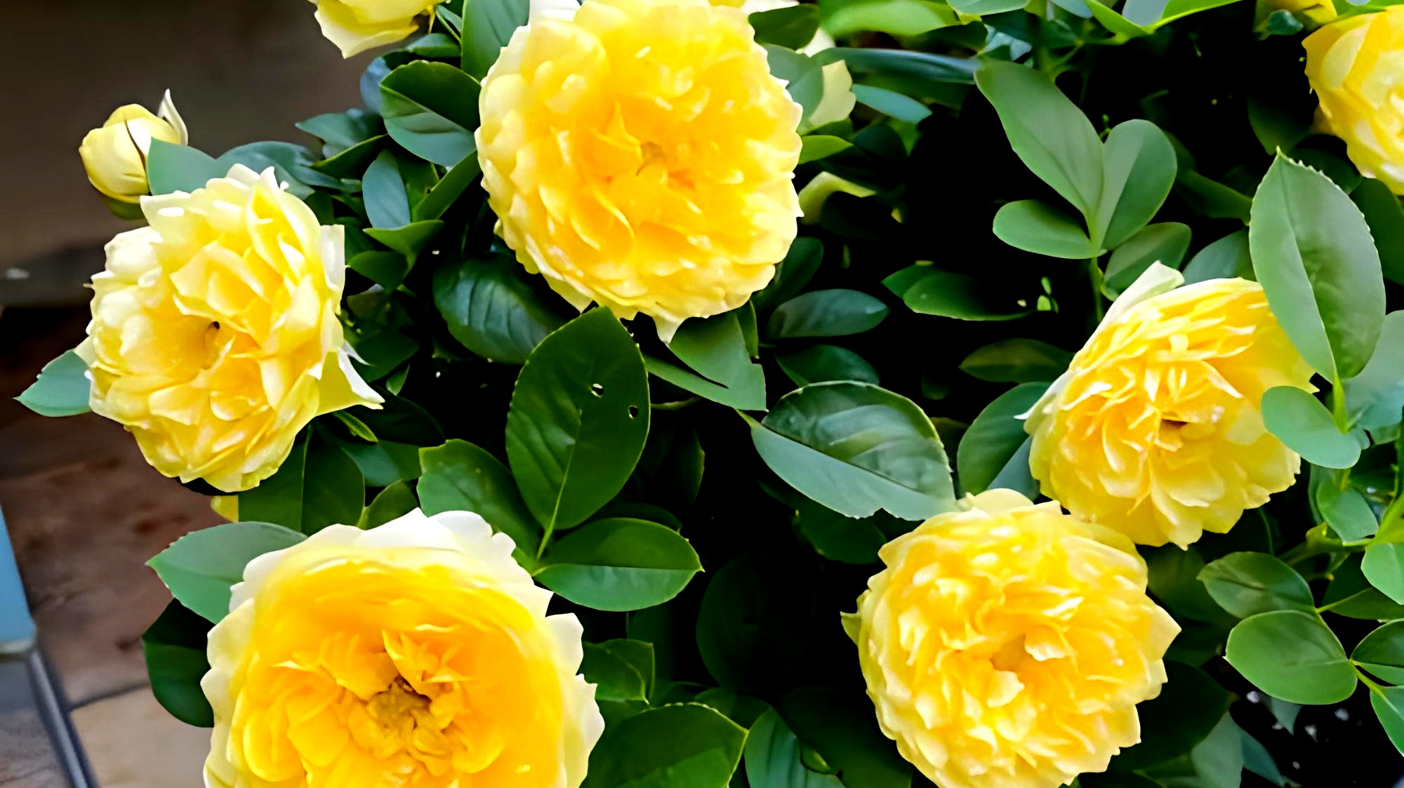 月季花名品《金丝雀》