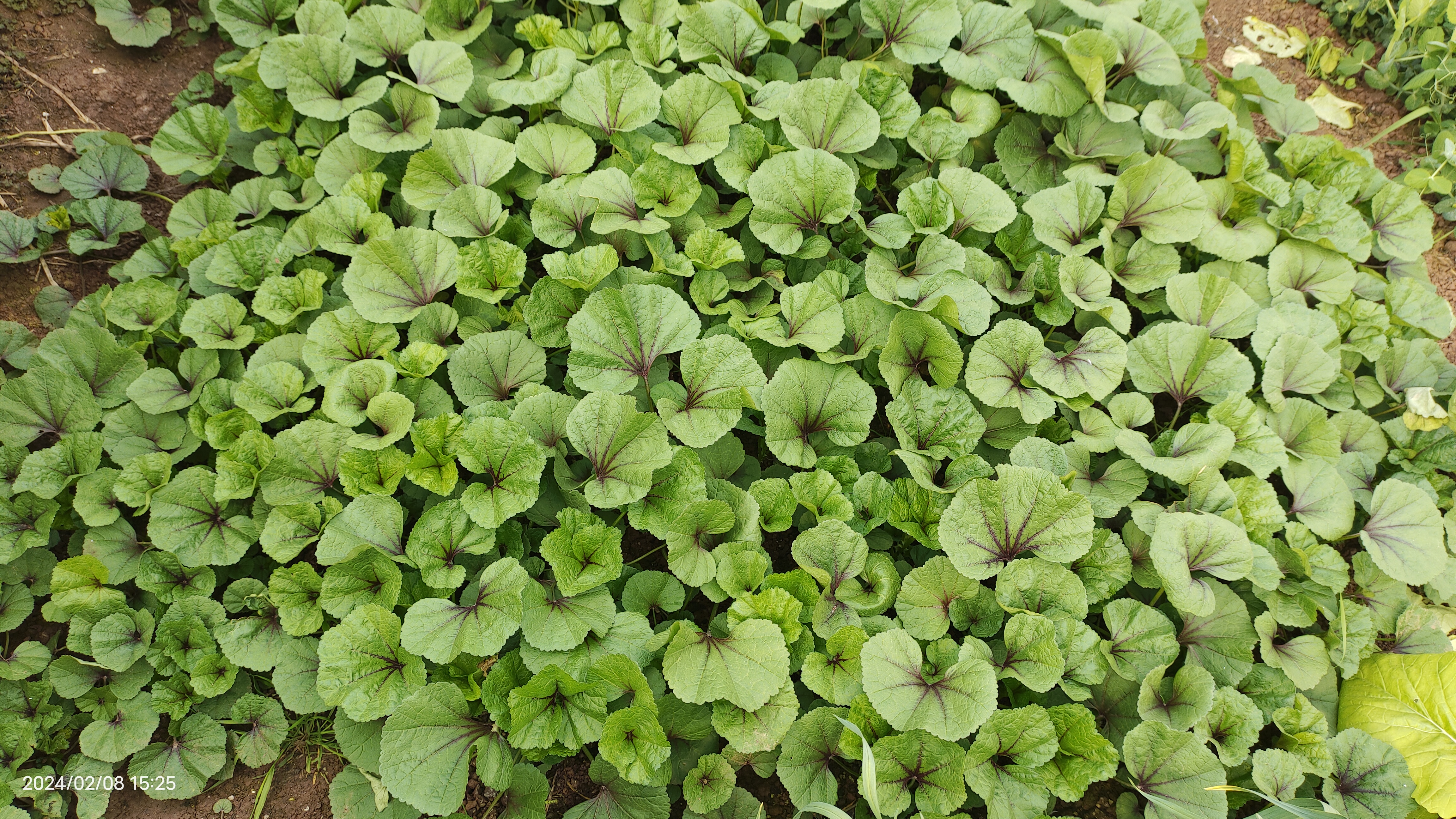 从古代走来的蔬菜:冬葵菜,我们这里俗称"冬寒菜",有"百菜之王"的称号