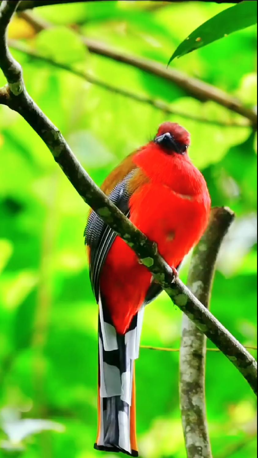 红头咬鹃是鸟类家族中的颜值担当