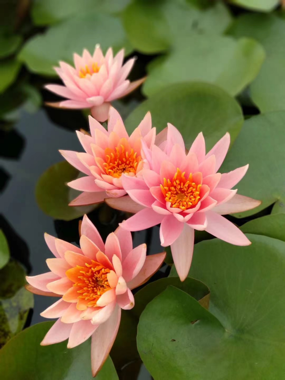 精品睡莲苗图片