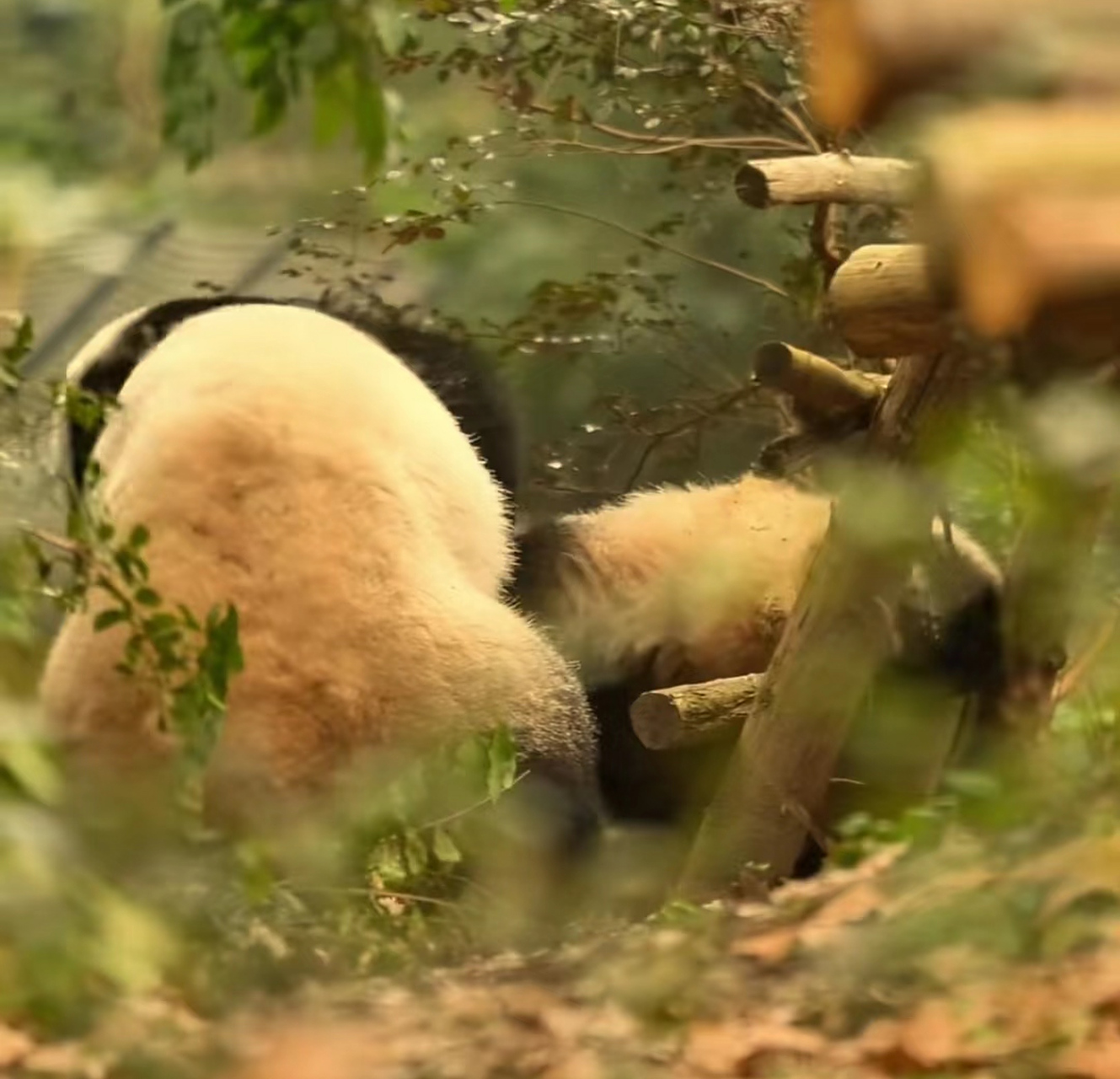 五大三粗的妹妹,把姐姐按在地上摩擦[左捂脸]#萌宝过大年