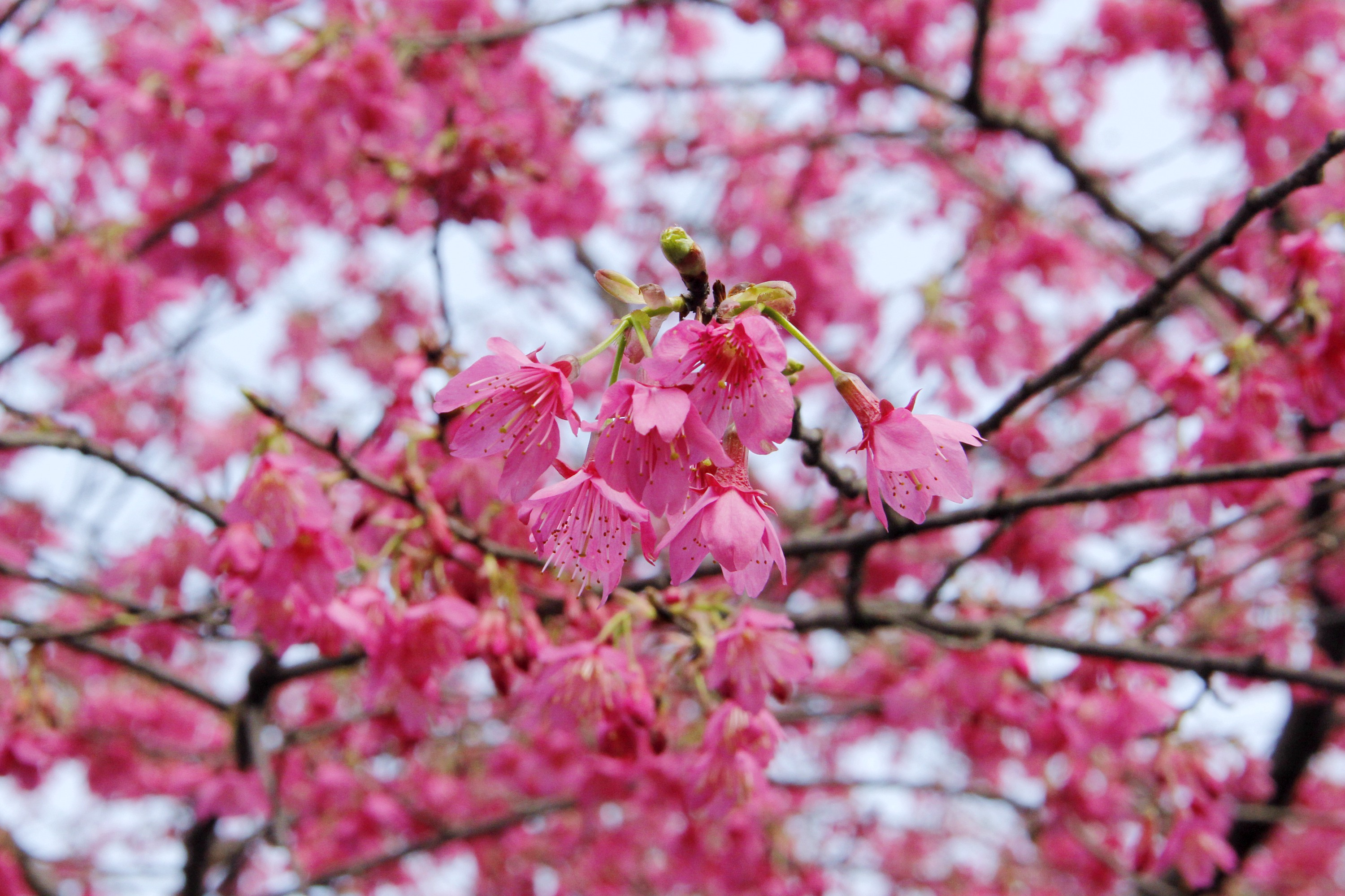乐山"粉色花海"贺新春!快去打卡