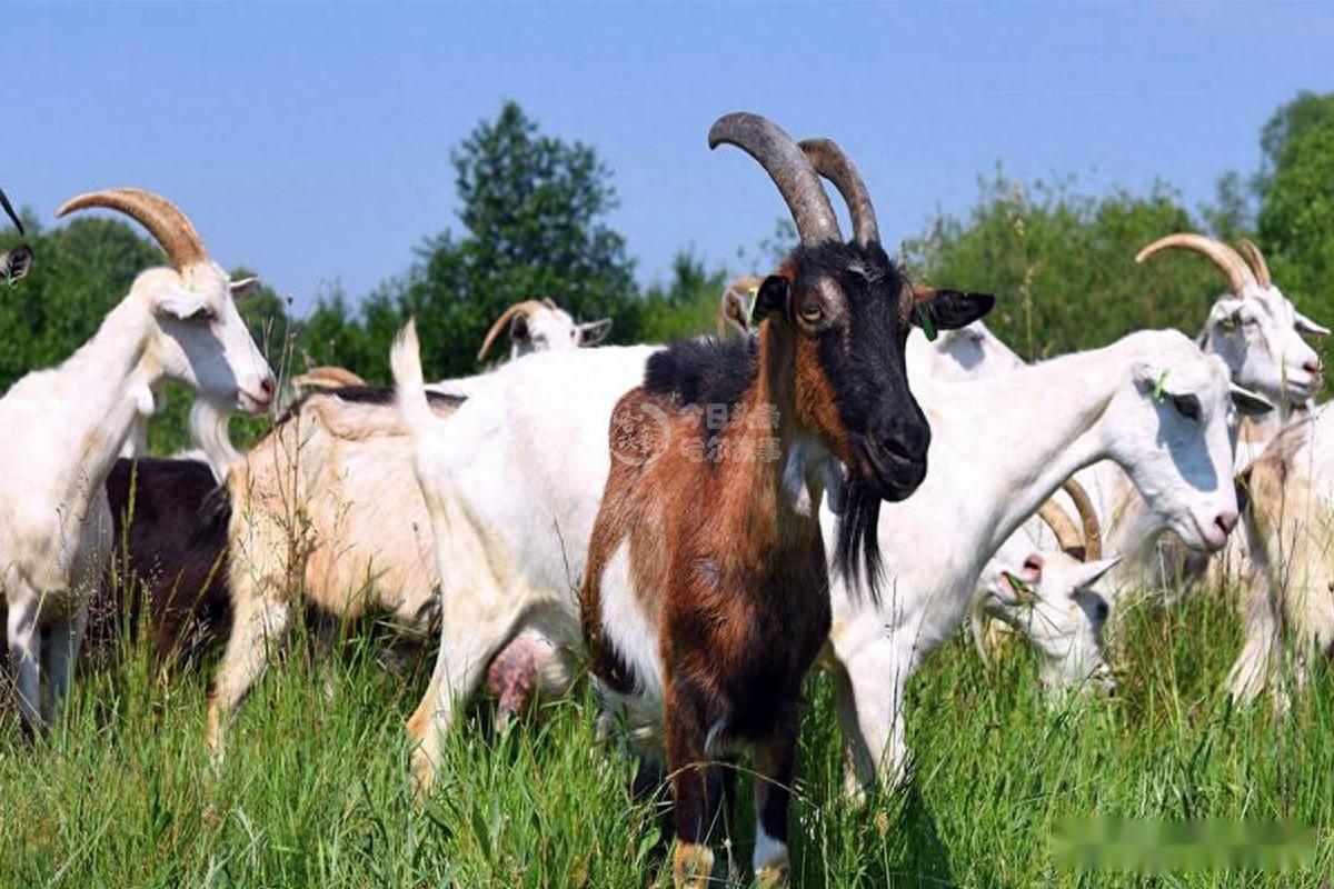 为了方便挤奶,这些山羊被圈养在奶牛场.