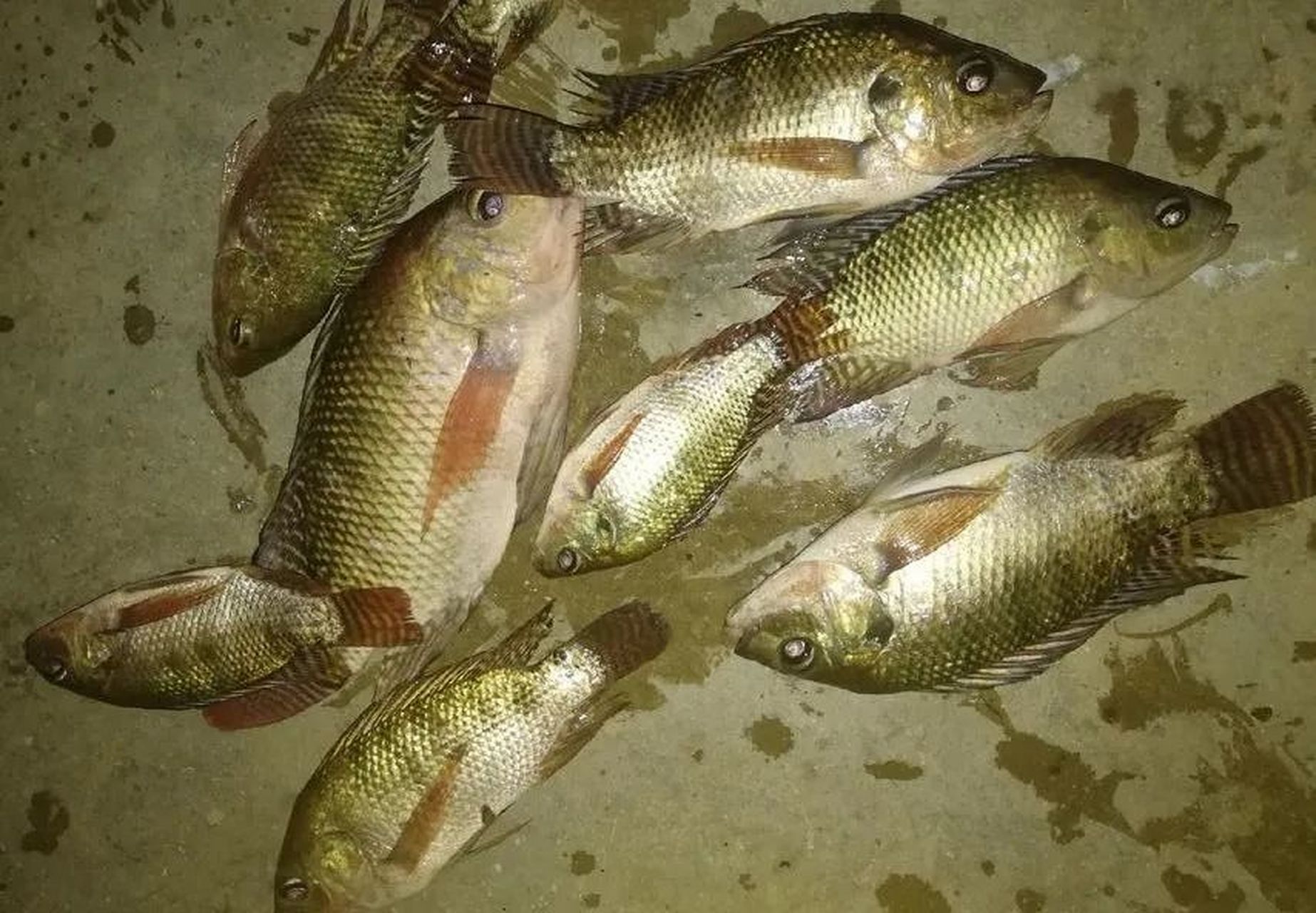 清道夫鱼,罗非鱼,鳄雀鳝,太阳鱼和淡水白鲳这五种外来入侵鱼类在我国