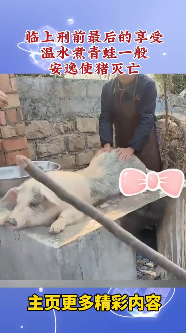 临上刑前最后的享受,温水煮青蛙一般,安逸使猪灭亡