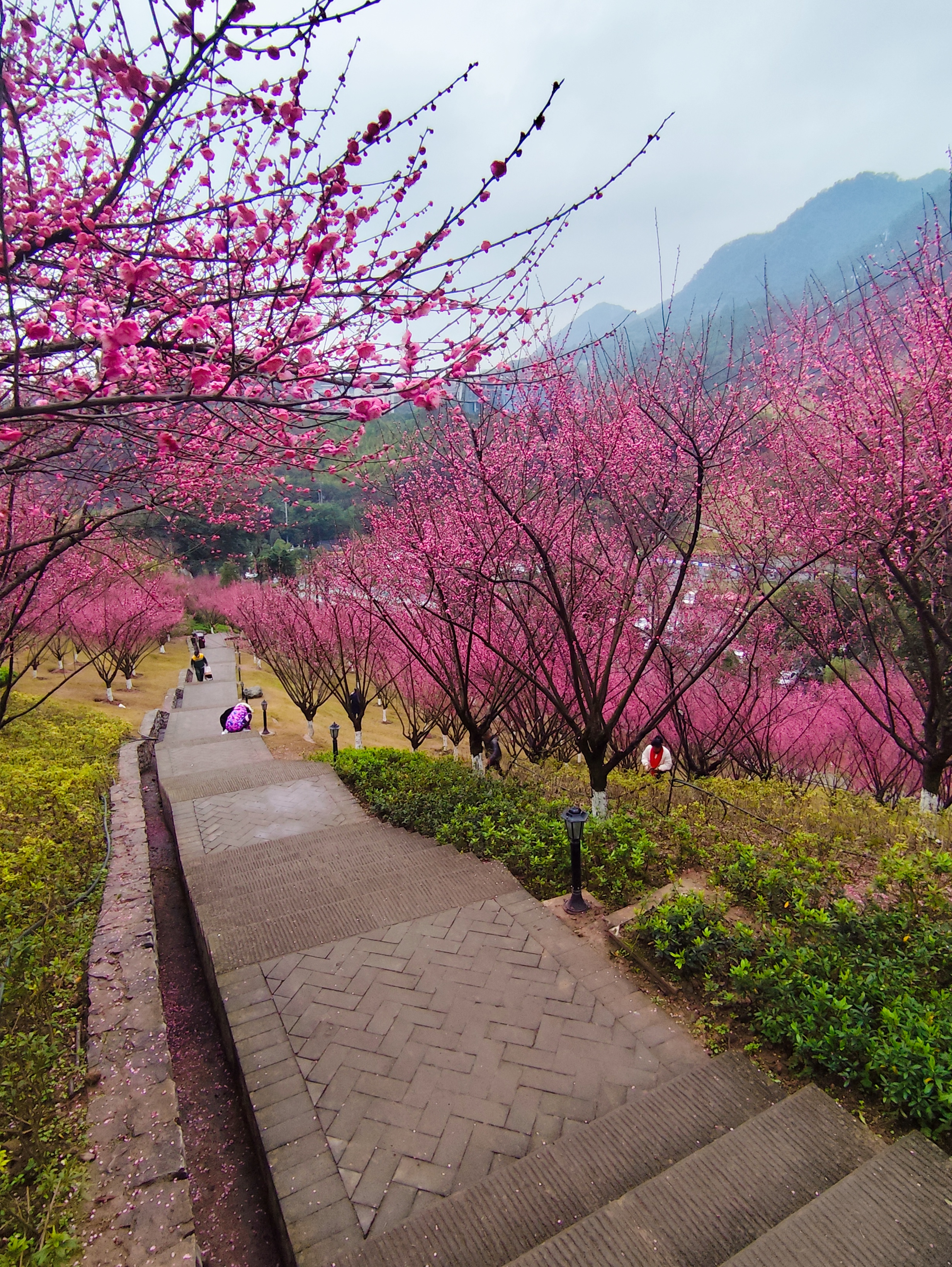 重庆梅花山图片