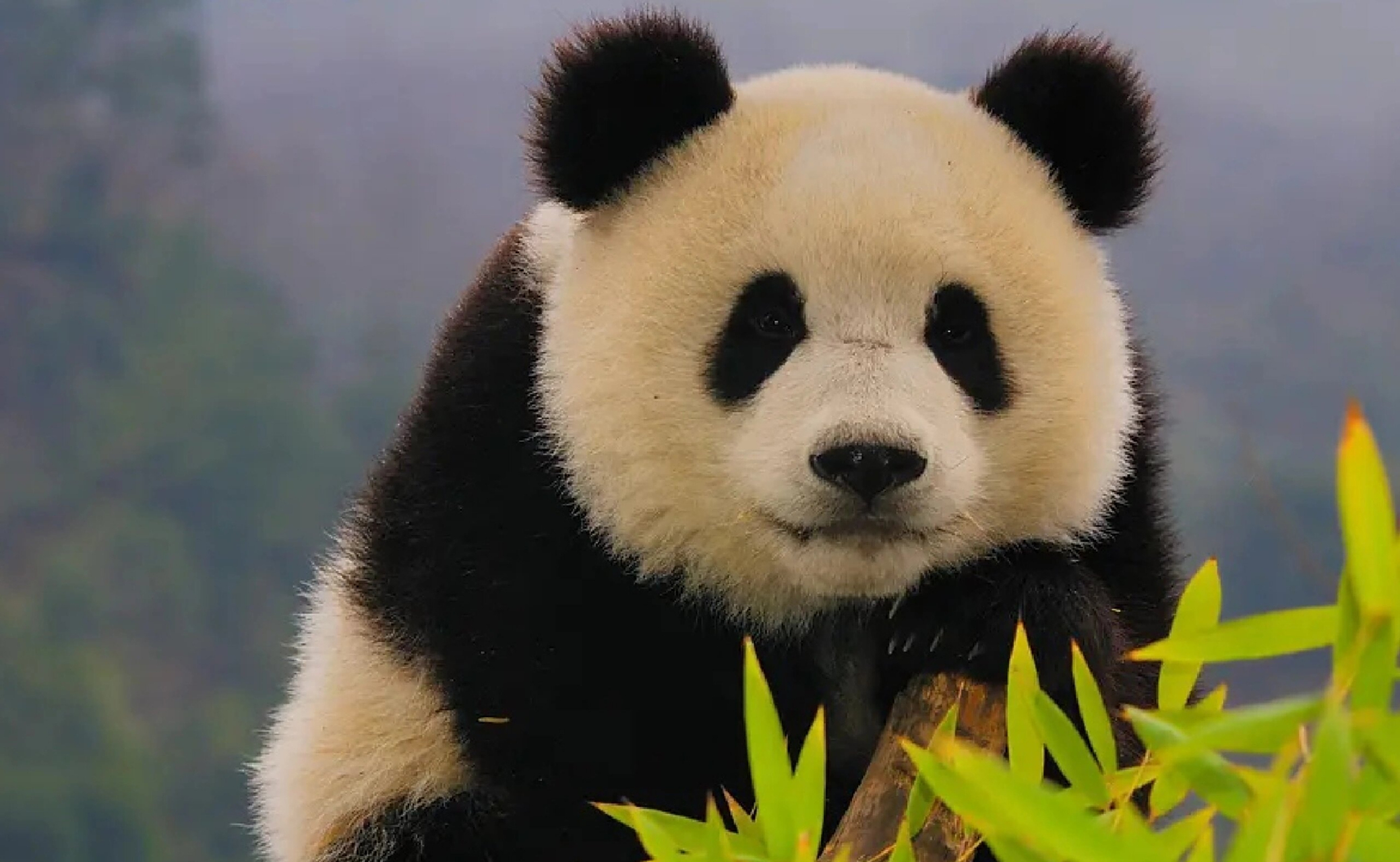 大熊猫徐萌萌的成长过程. 从小到大都萌萌哒.