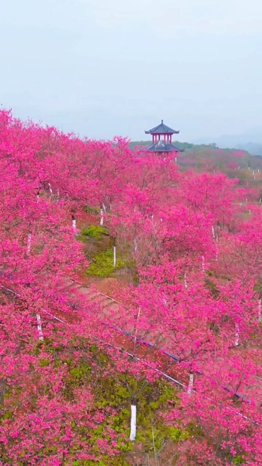 韶关五马寨樱花园图片