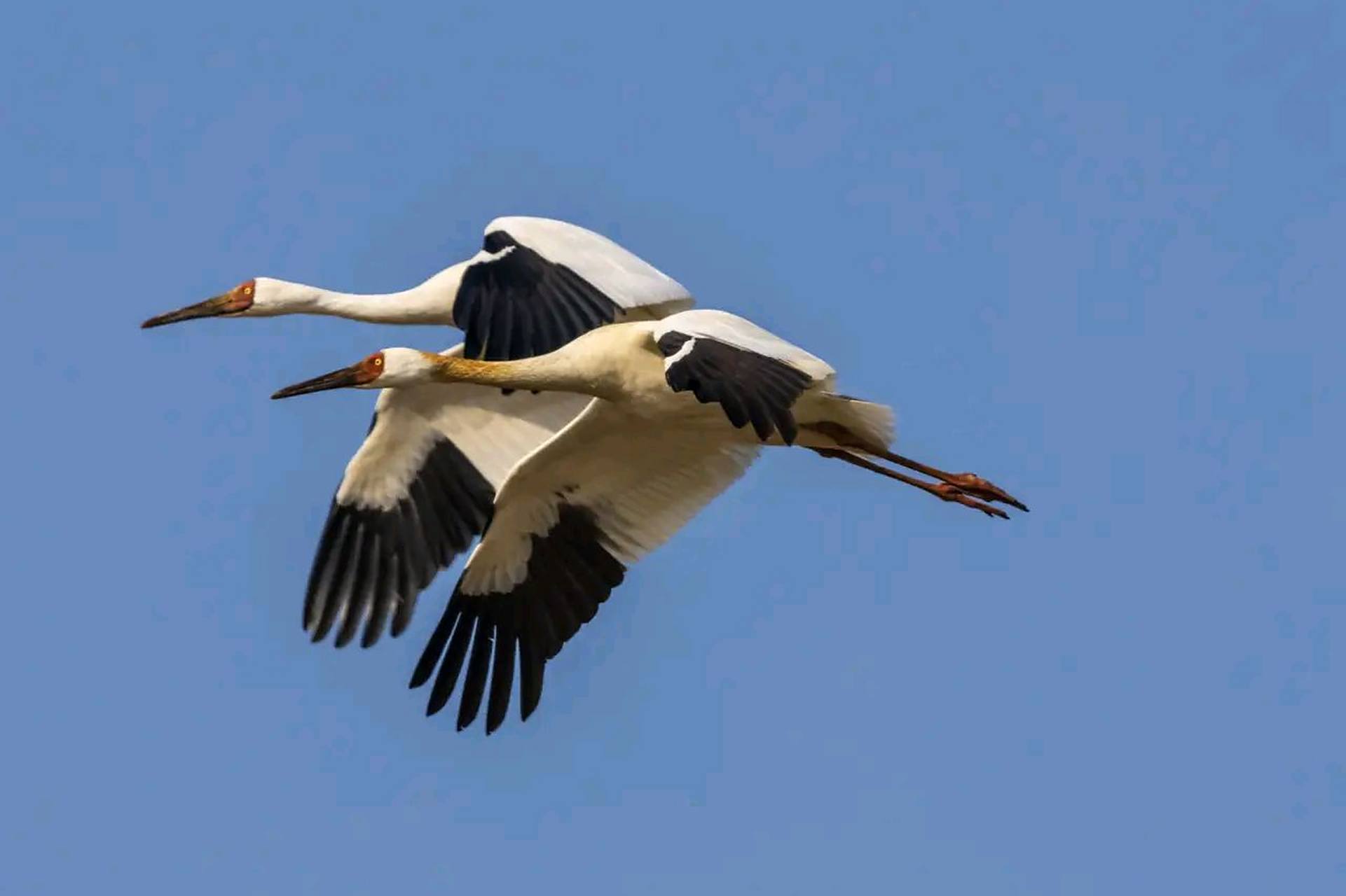 白鹤 | 比翼双飞