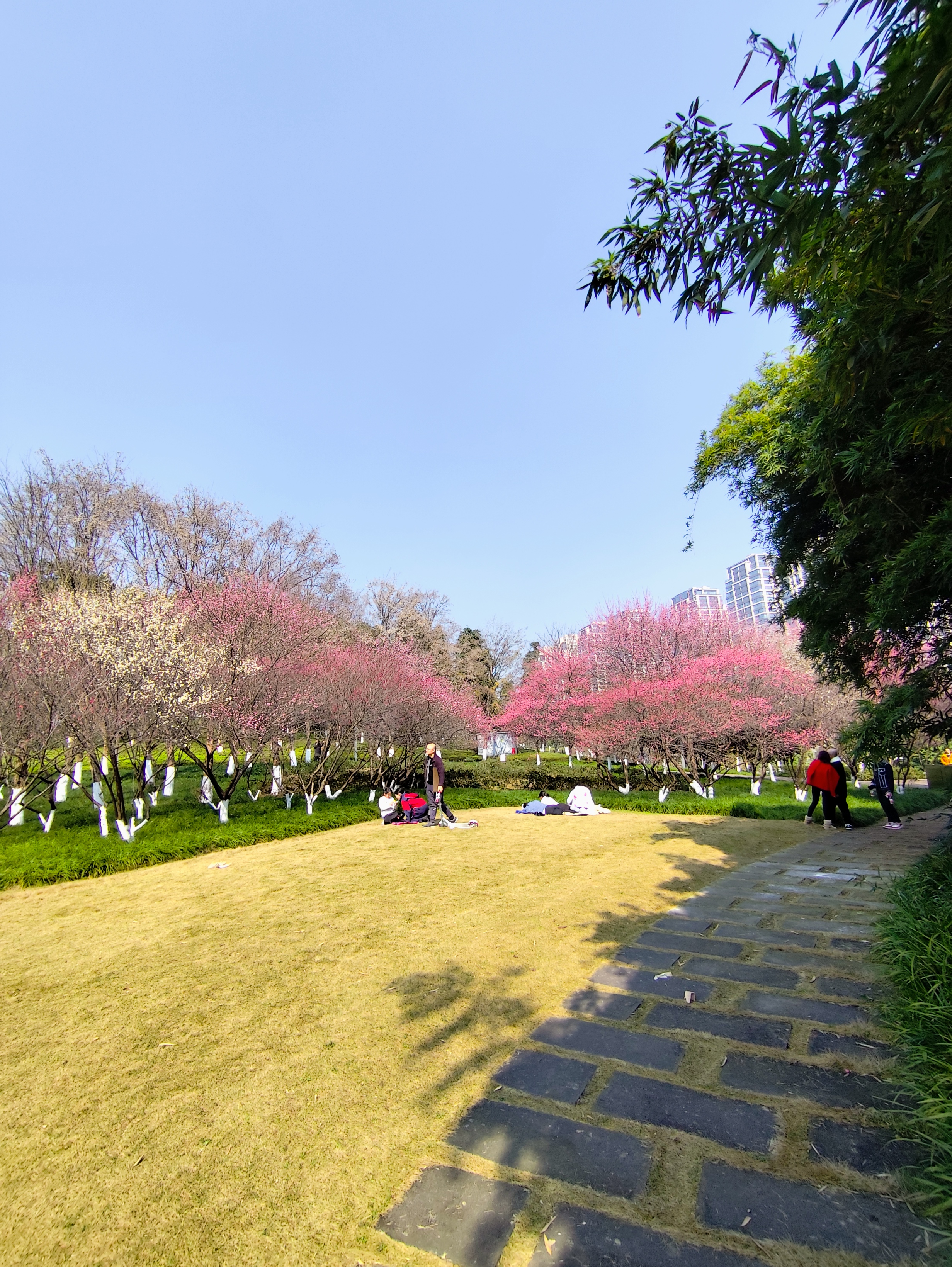 重庆梅花最佳观赏地