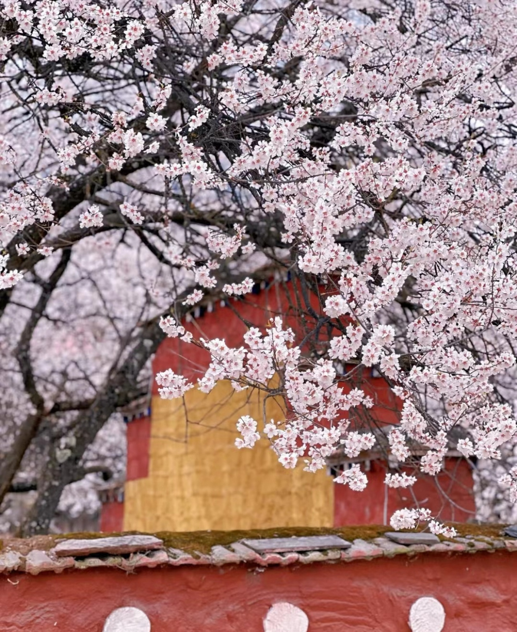 我找到了这颗千年桃树,位于波密倾敦寺,全称搜"倾多强巴林寺"