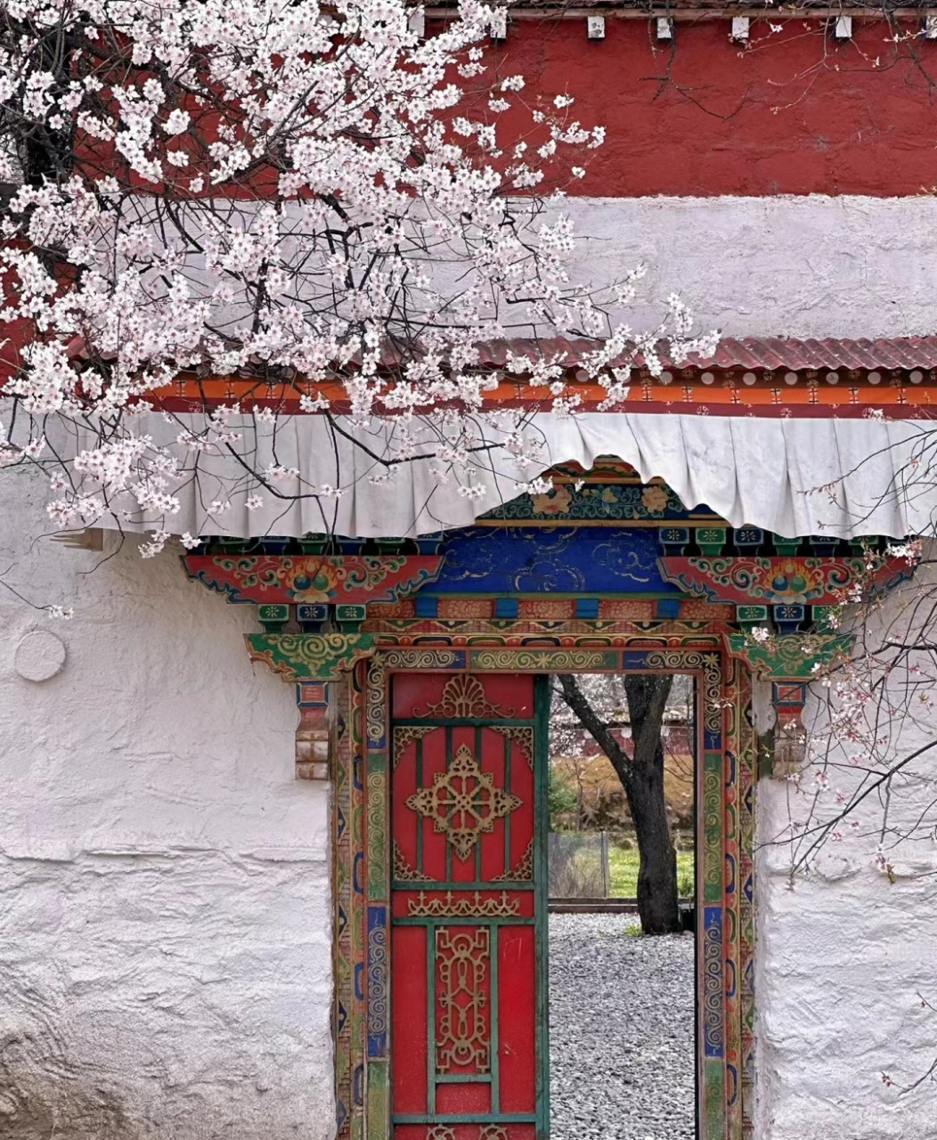 我找到了这颗千年桃树,位于波密倾敦寺,全称搜"倾多强巴林寺"