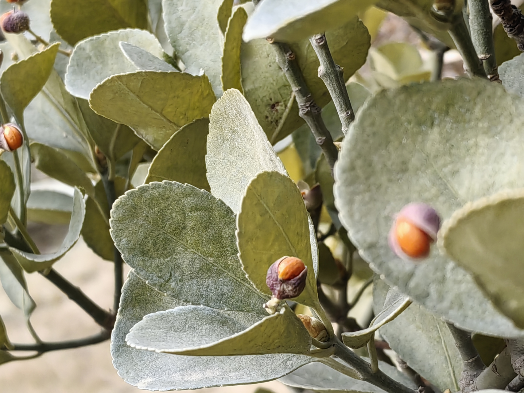 冬季大叶黄杨的果实,请欣赏.