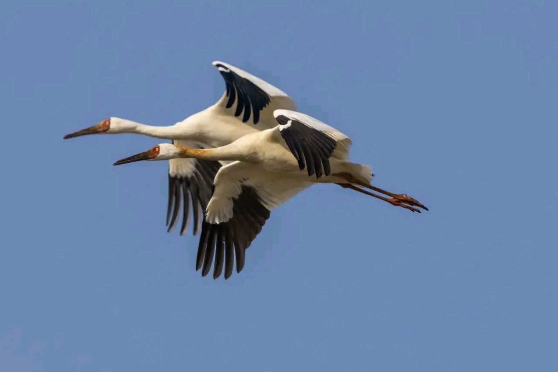 白鹤 | 比翼双飞