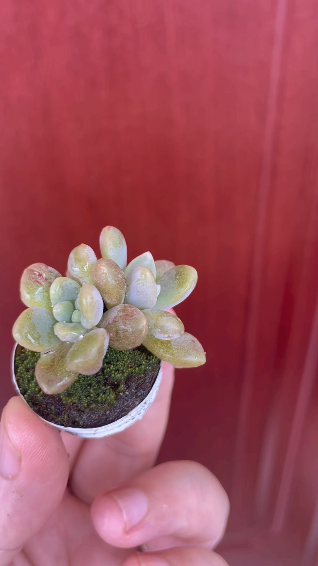 我的多肉花盆之小瓶盖