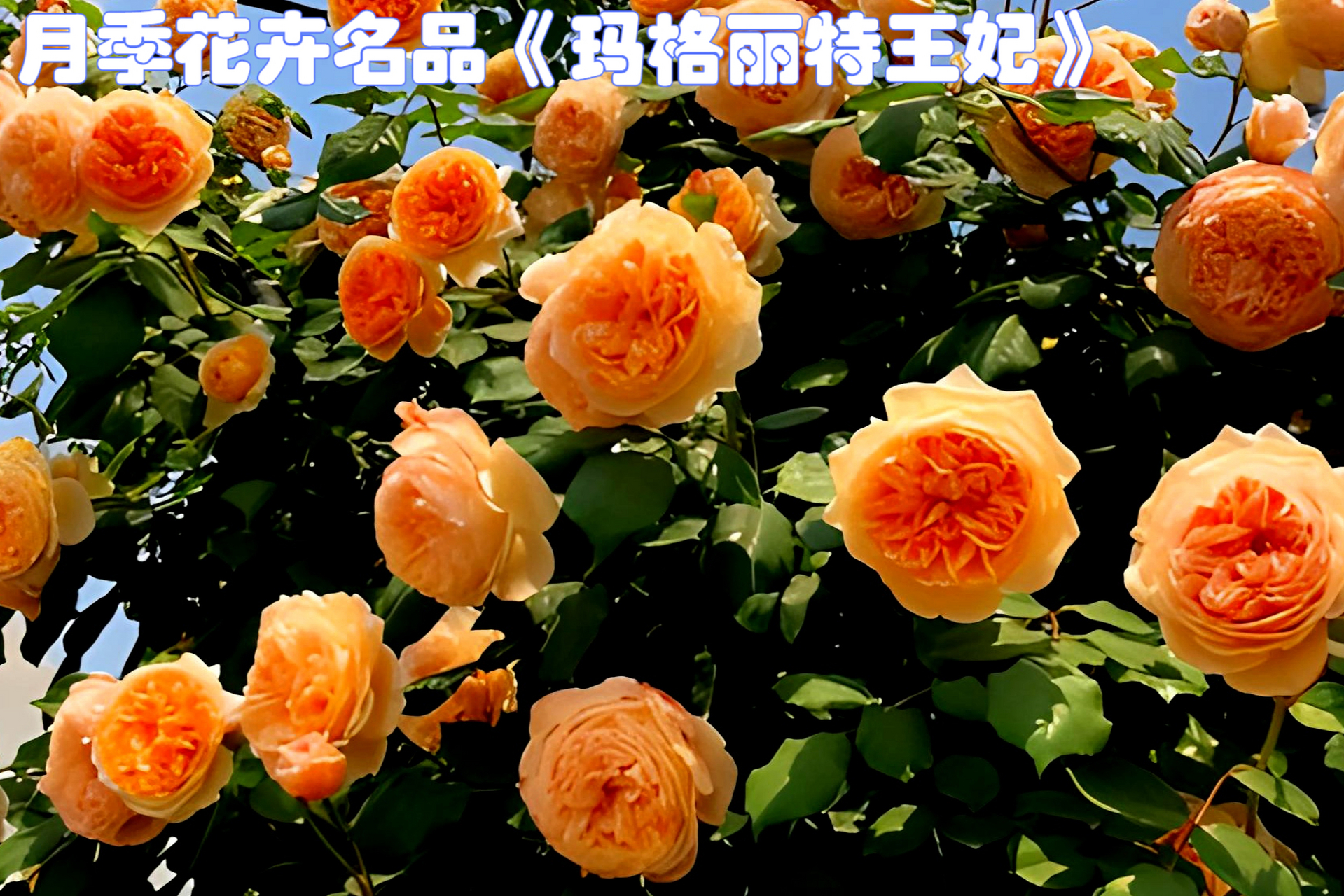 玛格丽特王妃月季是一种由英国奥斯汀公司培育的重瓣杏黄色灌木月季