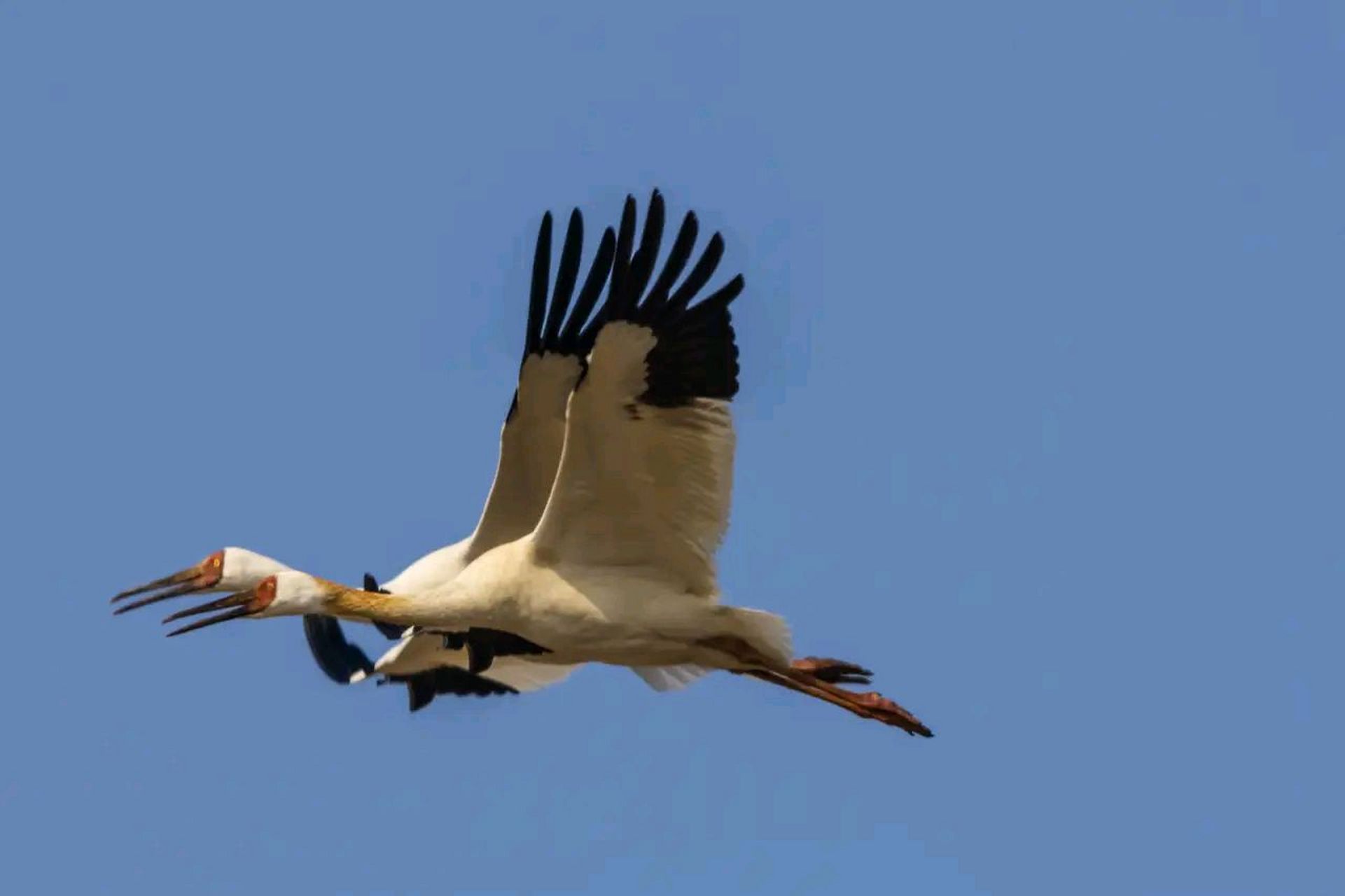 白鹤 | 比翼双飞