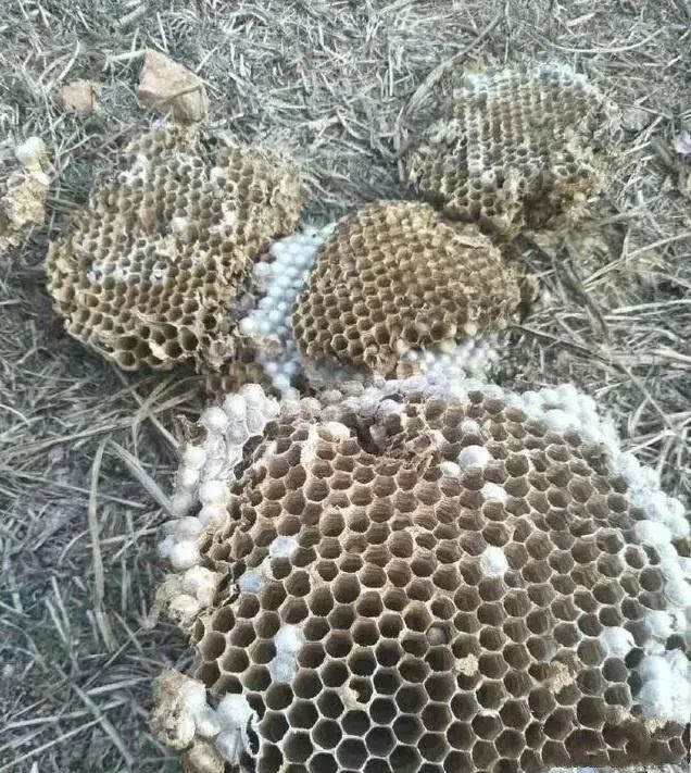 蛰死他的是马蜂,凭啥让我赔30万?男子捅马蜂窝害死人,法院判了