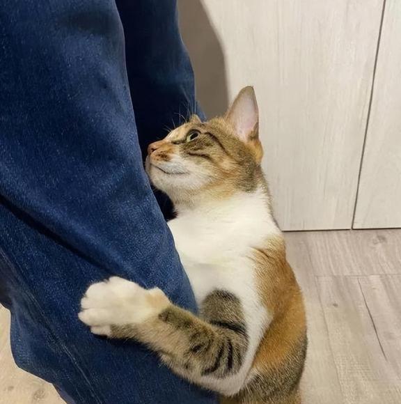 抱大腿表情包猫咪图片