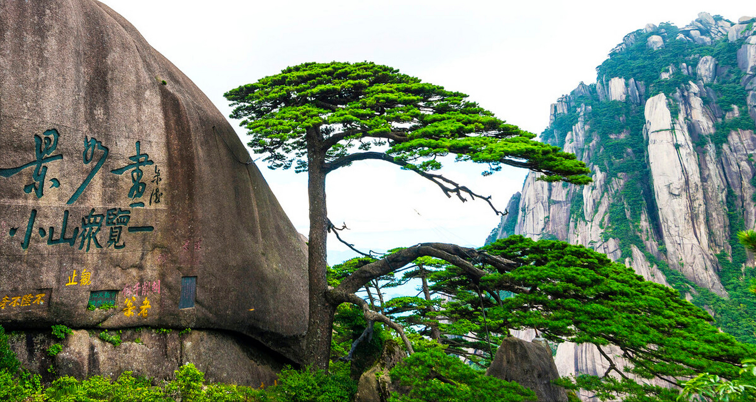 真正的迎客松风景大全图片