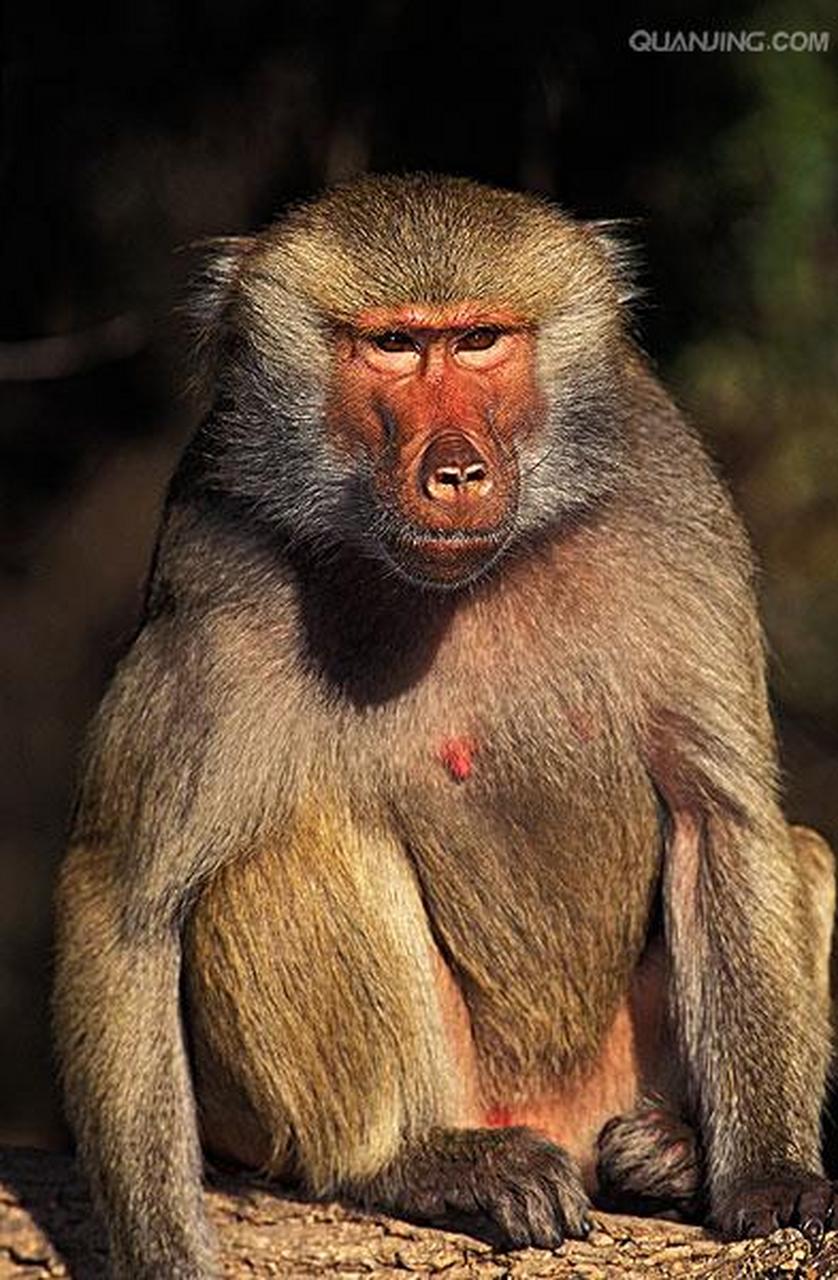 德国纽伦堡动物园因几内亚狒狒疯狂繁殖导致空间不足,不得不捕杀部分