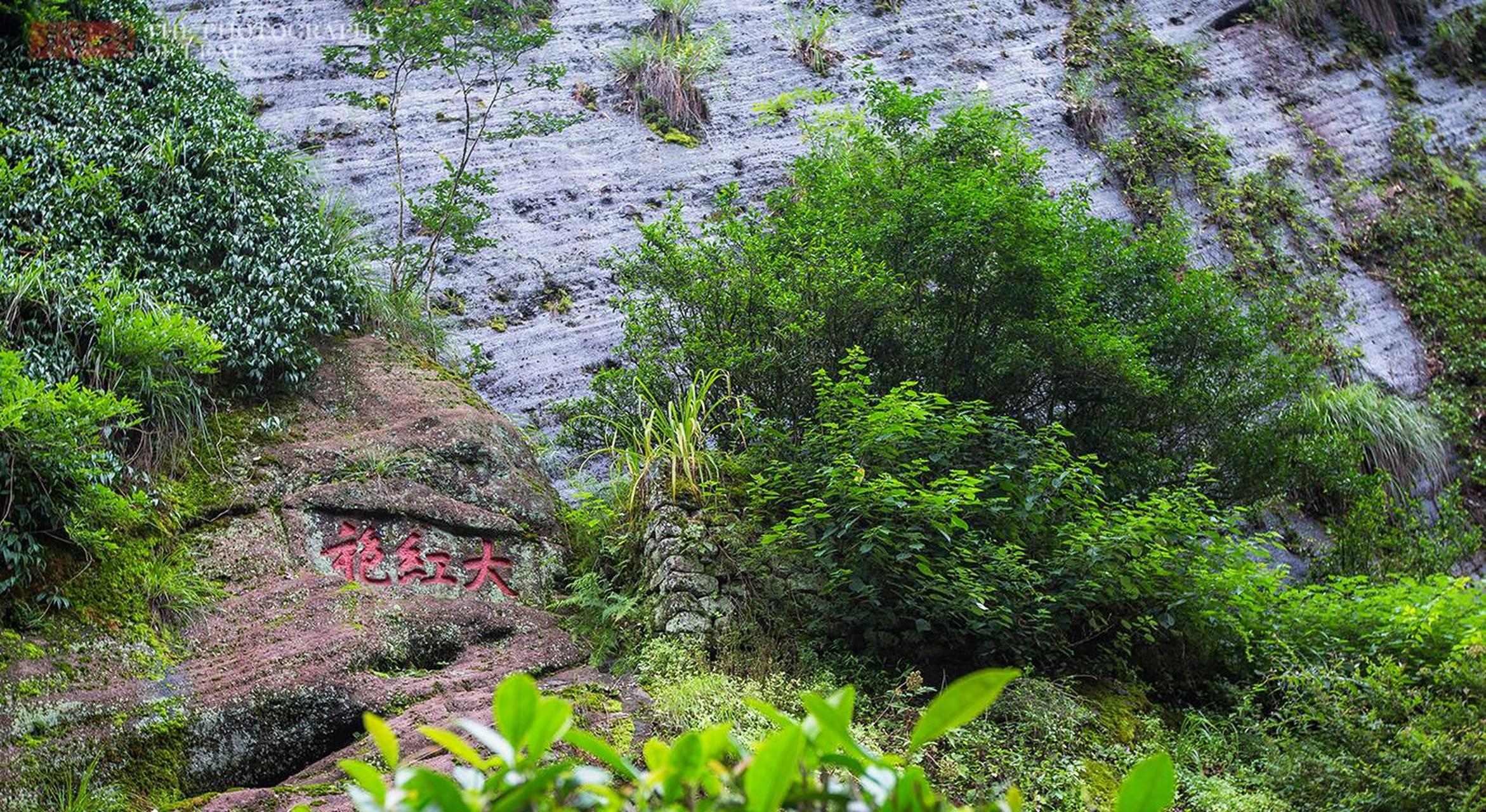 安徽黄山的迎客松,福建武夷山的大红袍母树和贵州青藏坡镇的金丝楠木