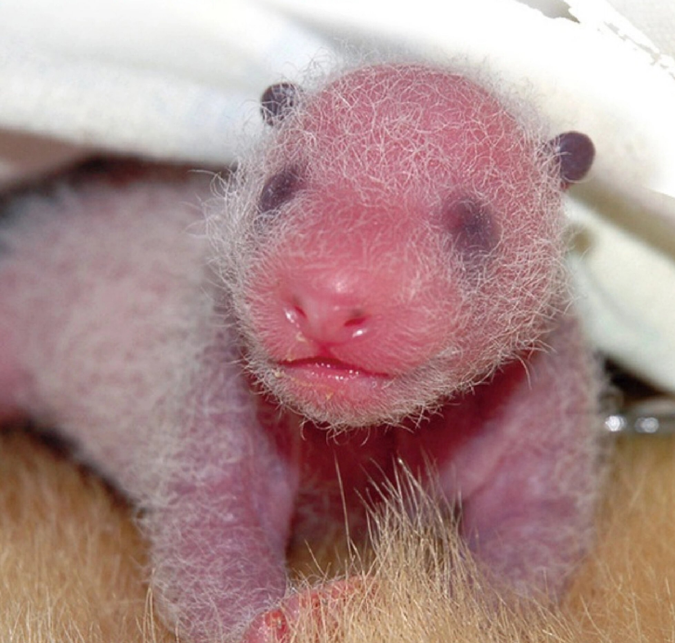 大熊猫徐萌萌的成长过程. 从小到大都萌萌哒.