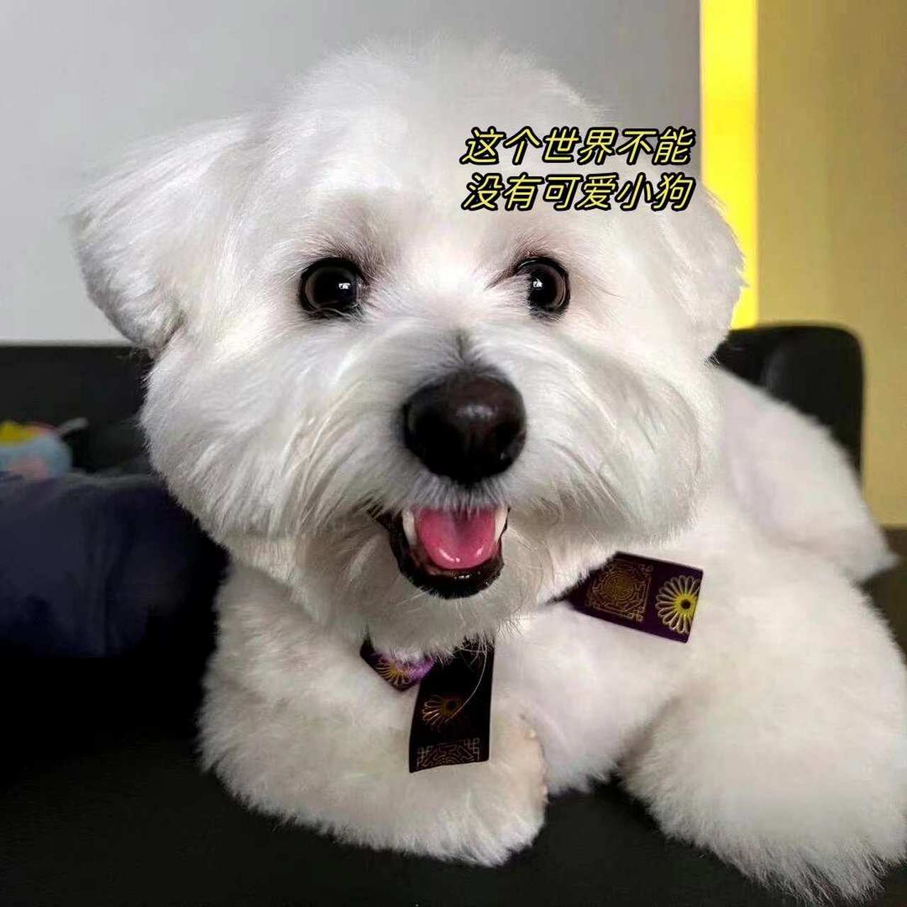 我家红薯公主真的被我养的很好,作为长毛小白狗,毛发很柔顺油亮,而且