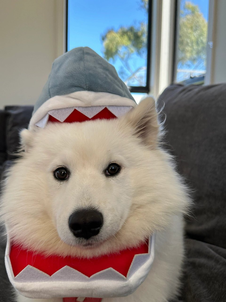 鲨鱼小狗  今天是鲨鱼狗狗,休假在家陪它就是开心啊,每天开心的像个