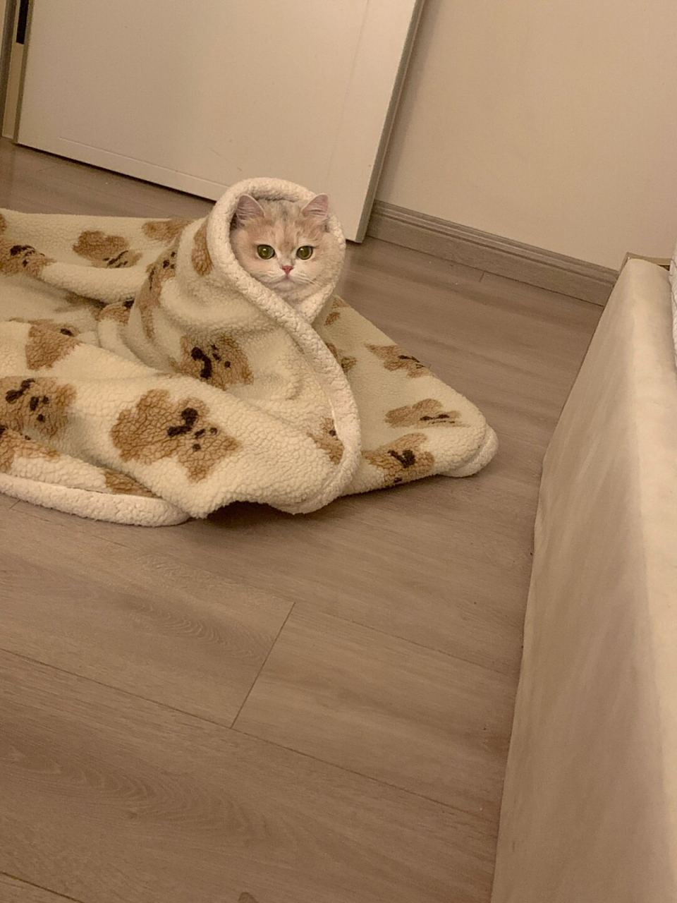 小猫咪裹着小被子来找我睡觉了