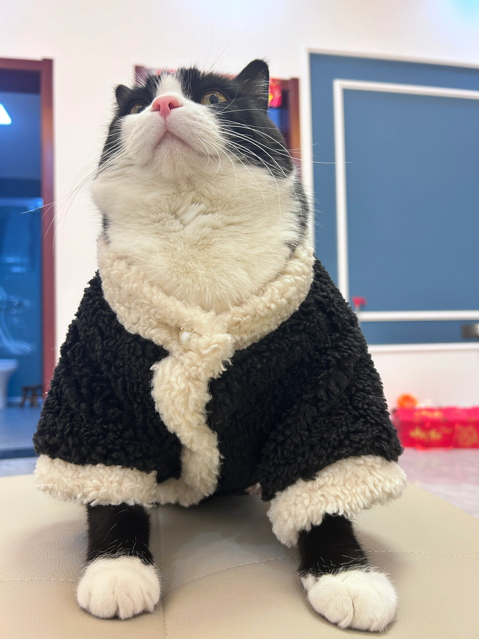 猫咪穿搭  我麻麻今天给我穿的这衣服好像有点不太适合我,好显我胖呀