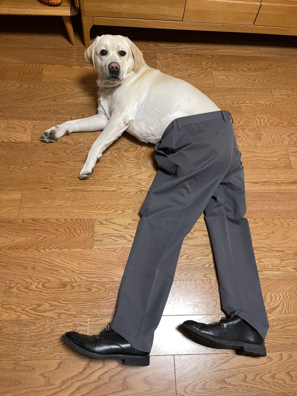 瞧瞧这位西装革履,领带笔挺的商务精英狗狗,简直是一只