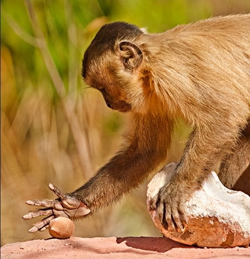 巴拿马猴已进入石器时代,它们会威胁到未来人类?