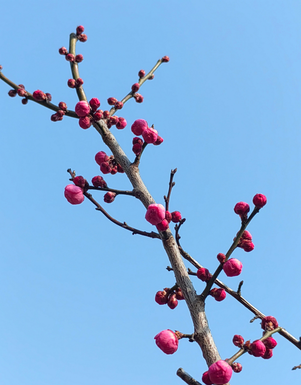 梅花的花蕊像什么图片