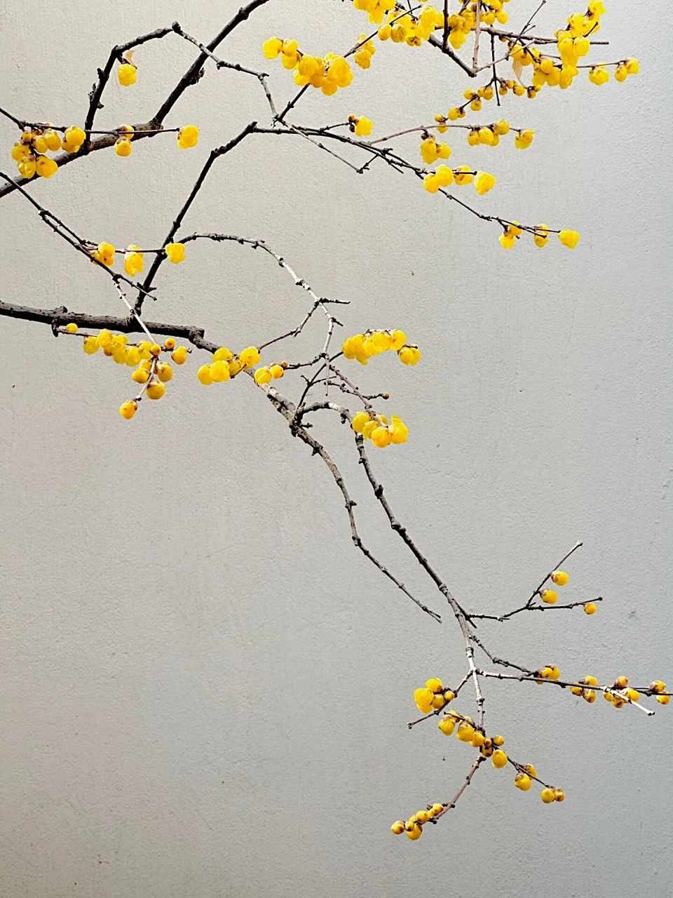 高清冬日腊梅壁纸分享冬季里那抹心动