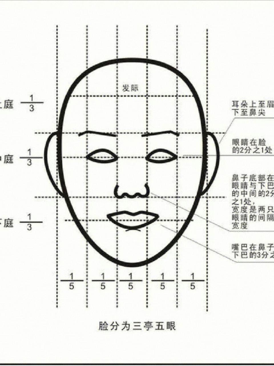 三庭五眼人脸图片